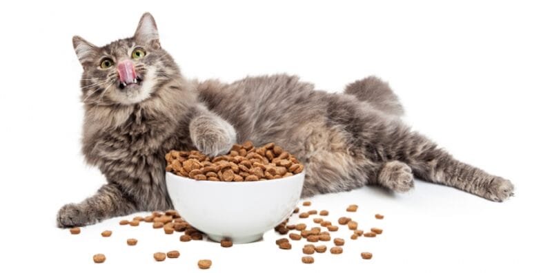 how long can a cat survive without food?